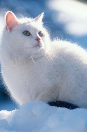 Mačka na snegu