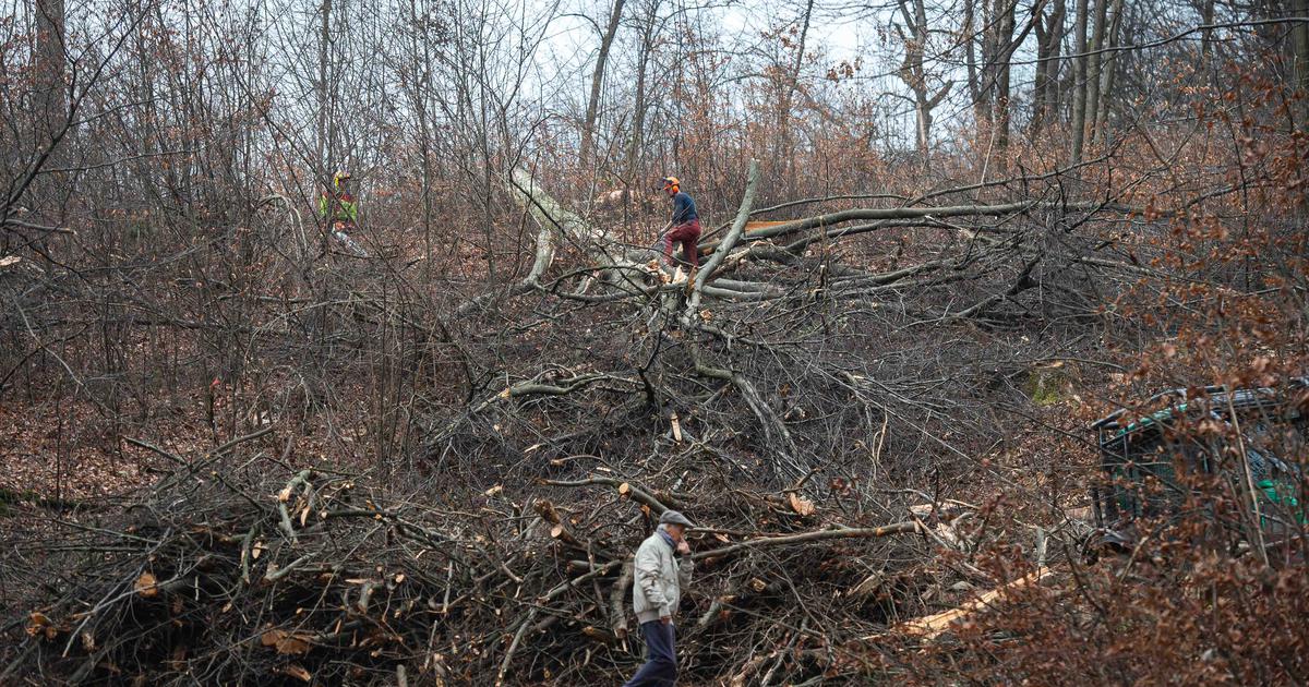 V Okolici Ljubljane Bodo Posekali Skoraj 300 Dreves