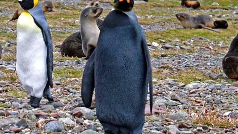 Posebnež. (Foto: National Geographic)