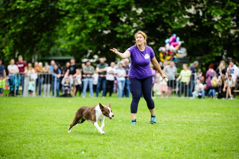 festival za ljubitelje živali | Avtor: Saša Despot