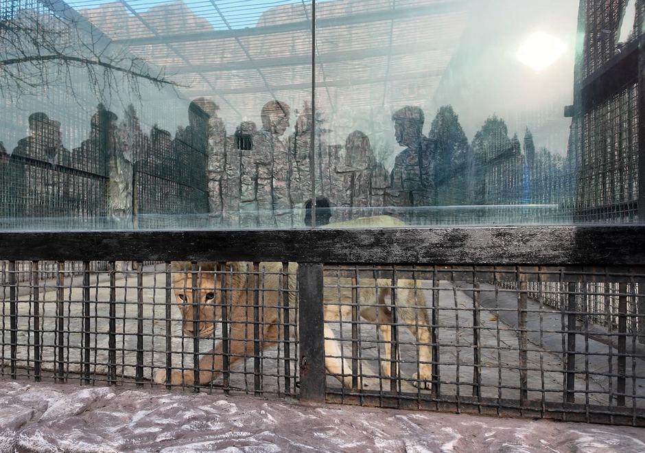 Moskva lev ZOO živalski vrt | Avtor: Profimedia