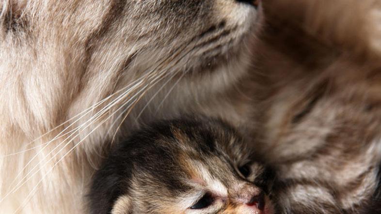 Če opazite simptome, mucka čim prej odpeljite k veterinarju. (Foto: Shutterstock