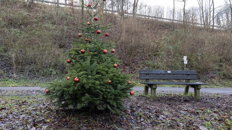 božično drevo oblačno nebo