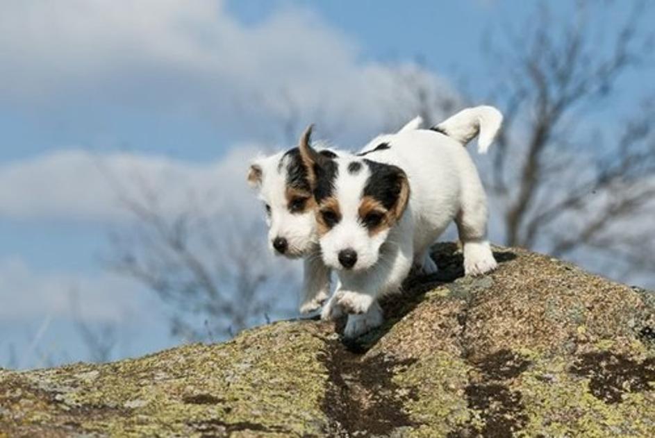 Jack russel terier