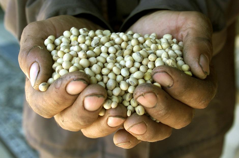 razno 14.05.13. gensko spremenjena soja, A Romanian farmer shows genetically mod | Avtor: razno 14.05.13. gensko spremenjena soja, A Romanian farmer shows genetically mod