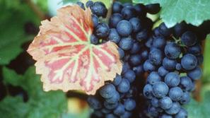Vinska trta je ena od najstarejših kulturnih rastlin.