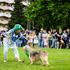 festival za ljubitelje živali