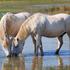 Camargue, Francija