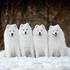 Samojed