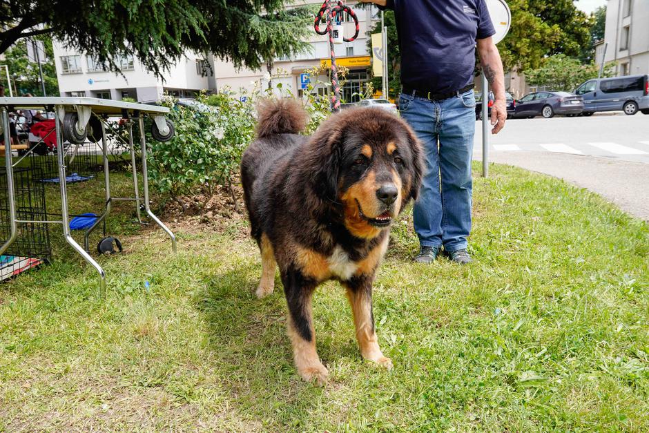 festival za ljubitelje živali | Avtor: Matija Janezic