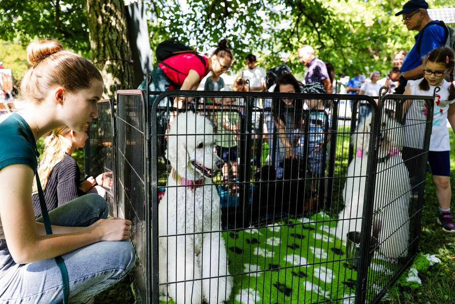 festival za ljubitelje živali | Avtor: Saša Despot