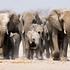 Etosha, Namibija