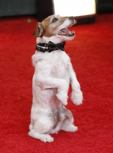 Uggie