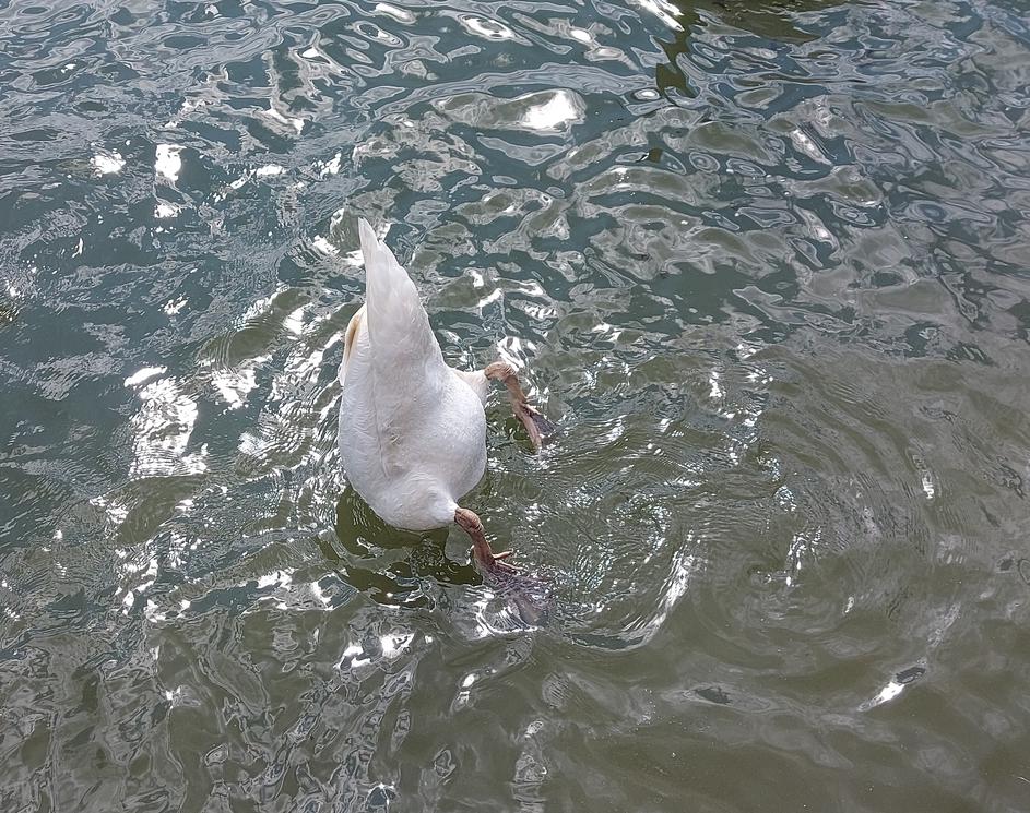 Zbiljsko jezero, Medvode