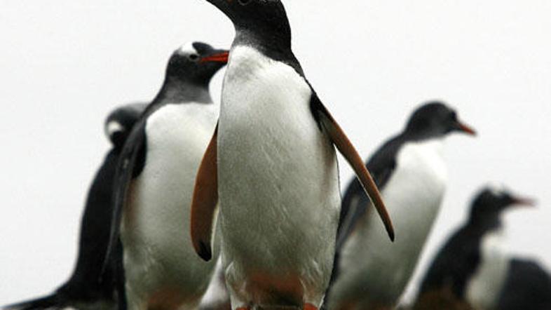 Nekatere vrste pingvinov bi lahko izgubile habitate za vzgajanje svojih mladičev