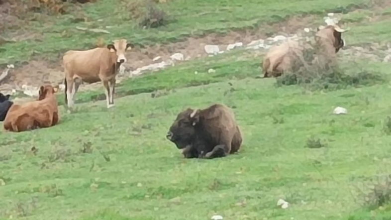 bizon na pašniku na Velebitu