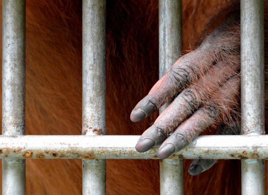 Tapanuli orangutan | Avtor: Epa, profimedia