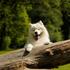 Samojed