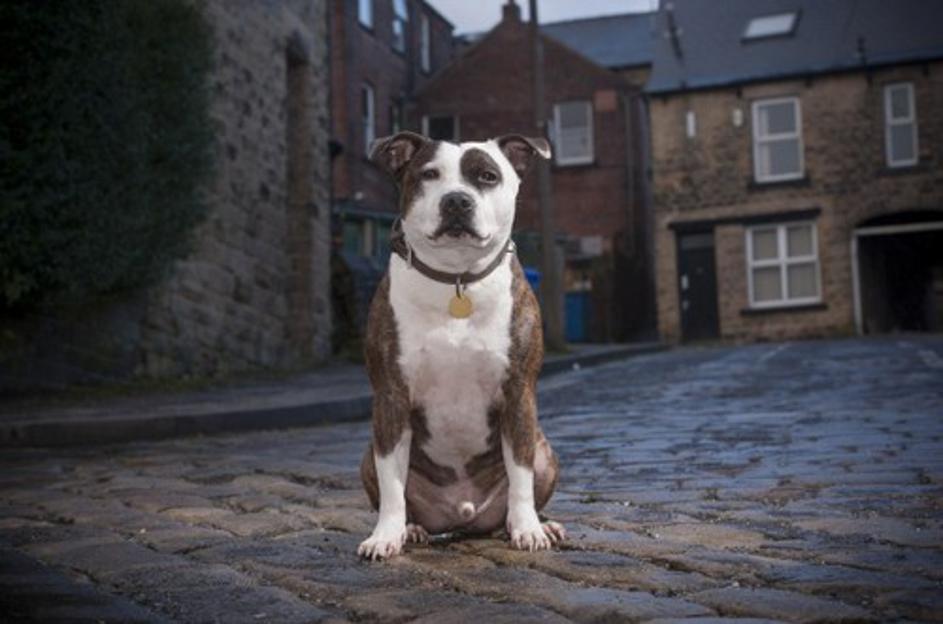 Ameriški Staffordshire Bull Terrier