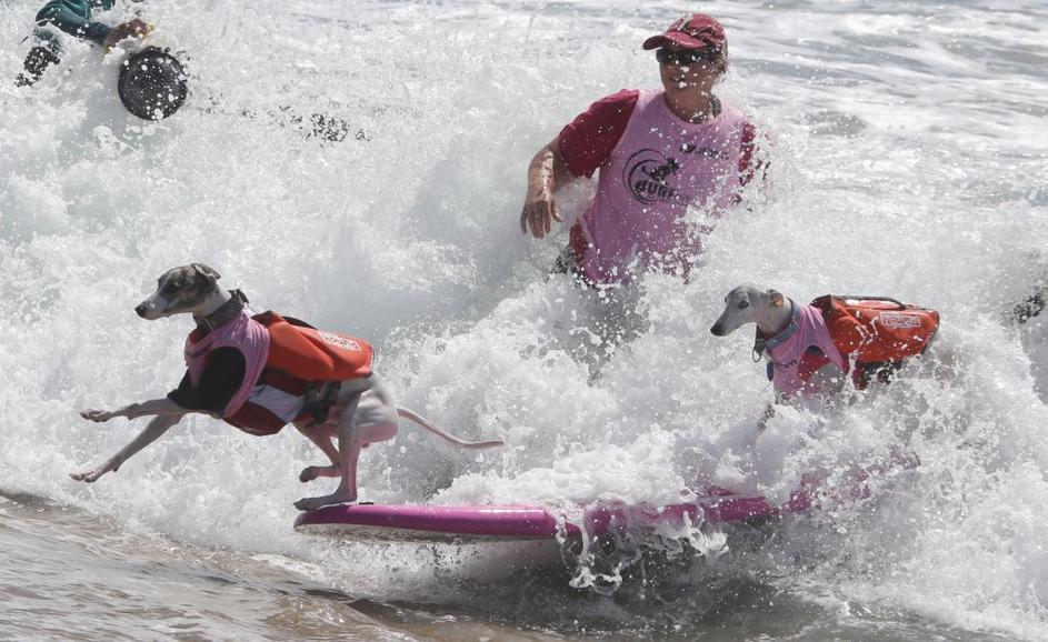 Unleashed Surf City Surf Dog