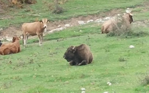 bizon na pašniku na Velebitu