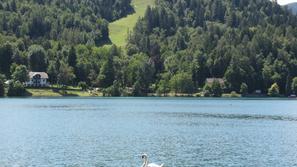 Bled jezero otok