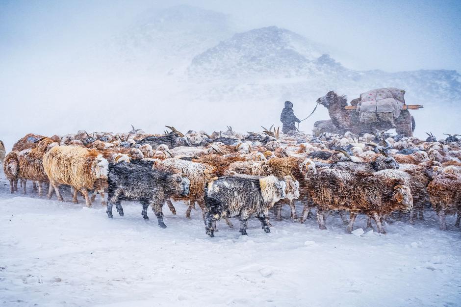 Mongolija, huda zima | Avtor: Profimedia