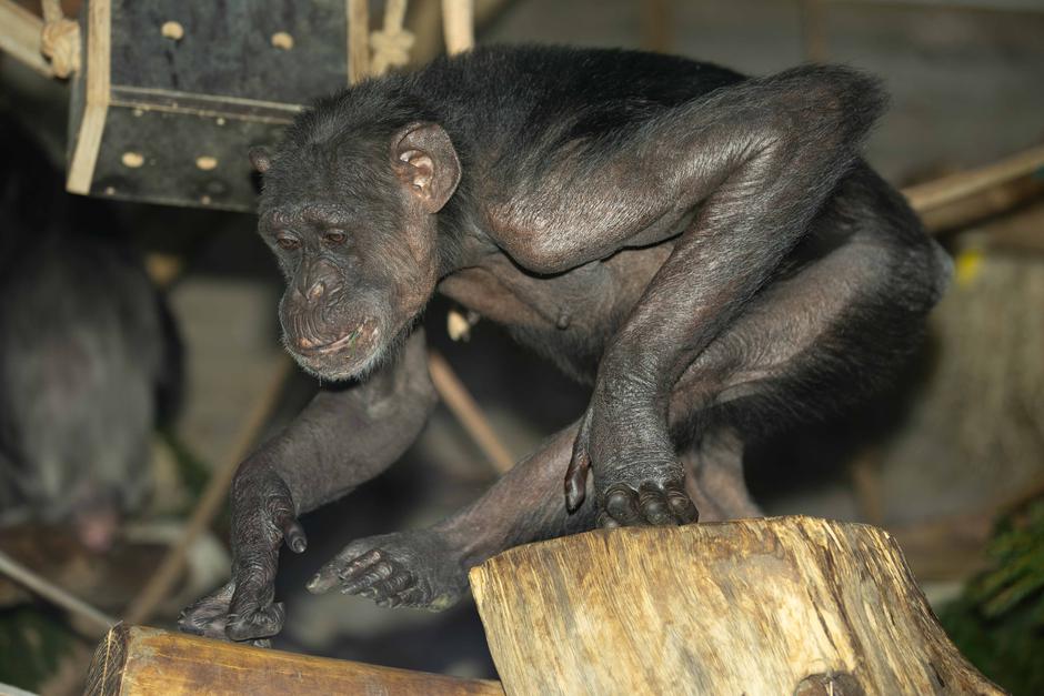 šimpanzinja mojca | Avtor: ZOO Ljubljana