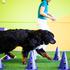 Fizioterapija za pse Dogs4motion
