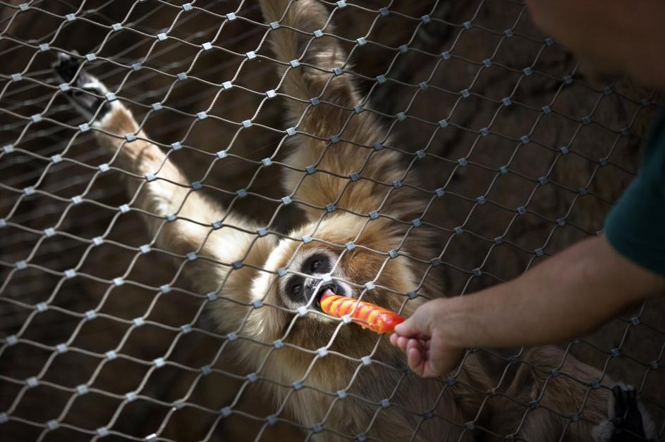 Orangutan v Zoo Madrid