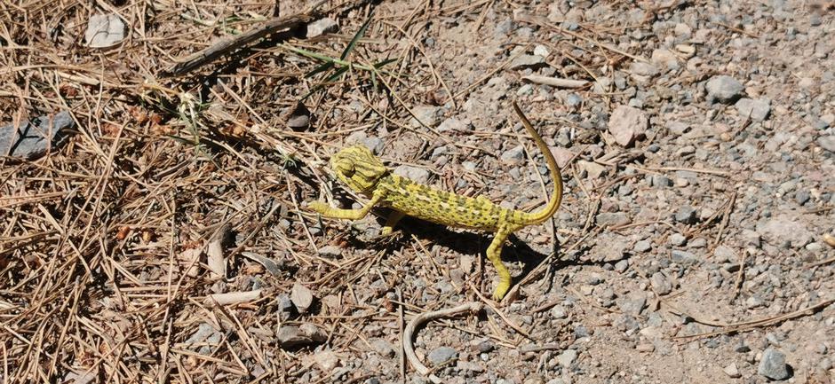 Kameleon, regionalni park Calblanque, Murcija, Španija | Avtor: Žurnal24 