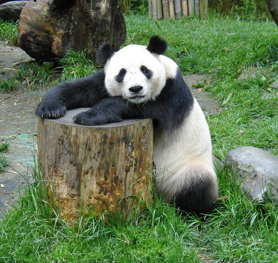 Tudi pandi grozi izumrtje.