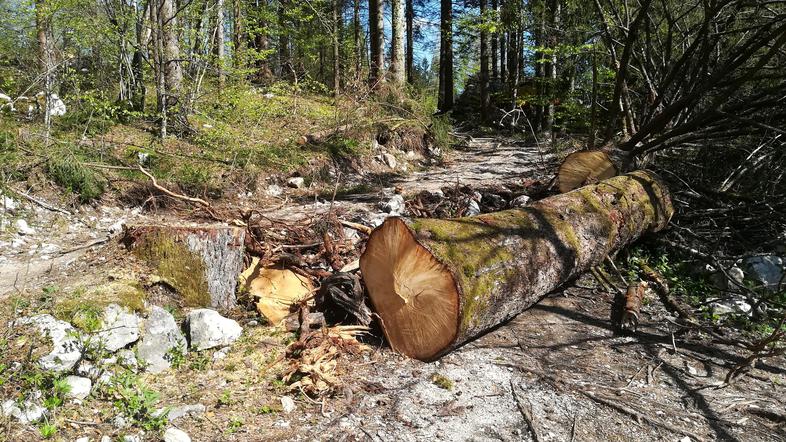 Spravilo lesa ob Bohinjskem jezeru