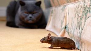 Mačka in miš