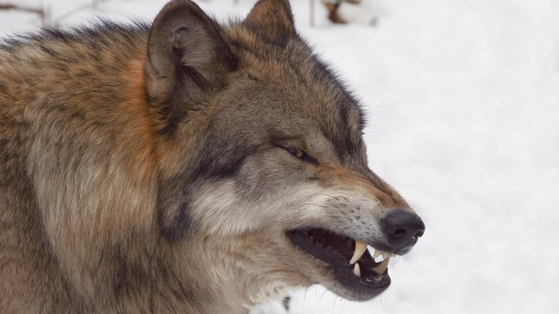 Slovenija 24.01.10, sivi volk, rezeci volk, foto: shutterstock