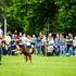 festival za ljubitelje živali