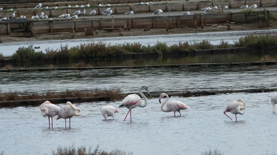 flamingi na Hrvaškem