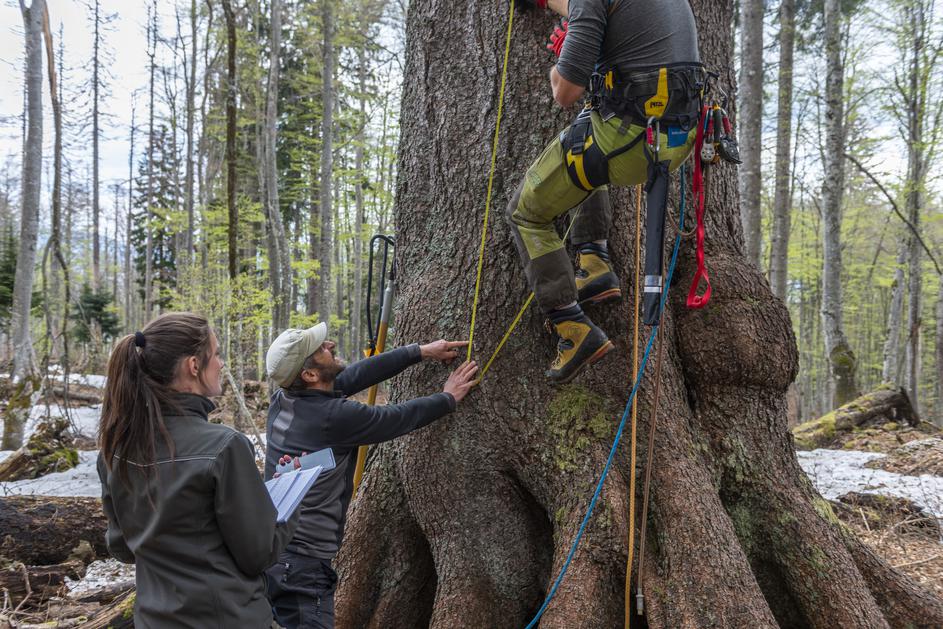 Bohinjska kraljica smreka