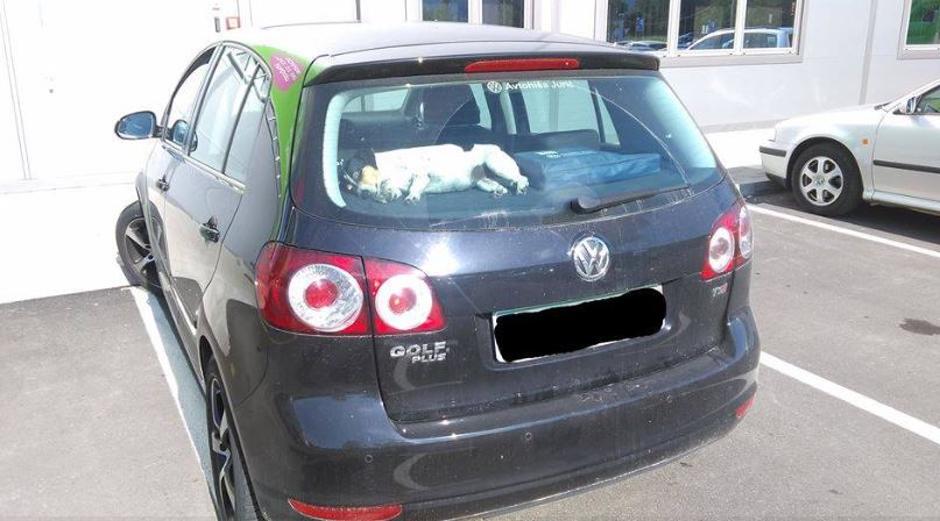 Pes v avtu na vročini | Avtor: Društvo za zaščito živali Maribor