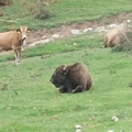 bizon na pašniku na Velebitu