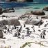 Boulders Beach, Južnoafriška republika