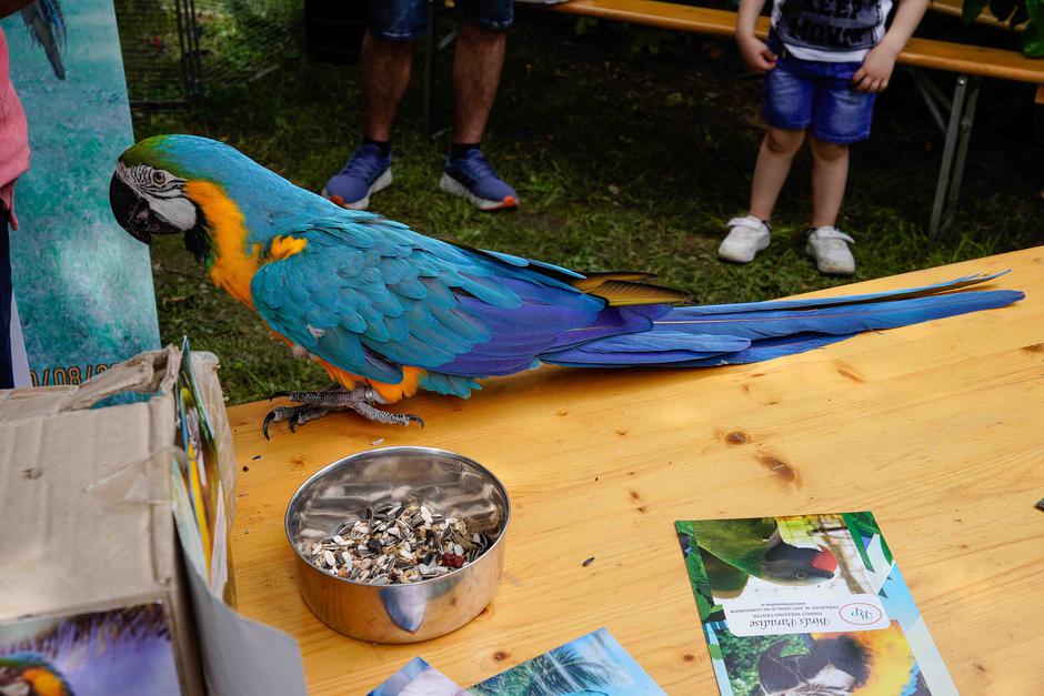 festival za ljubitelje živali | Avtor: Matija Janezic