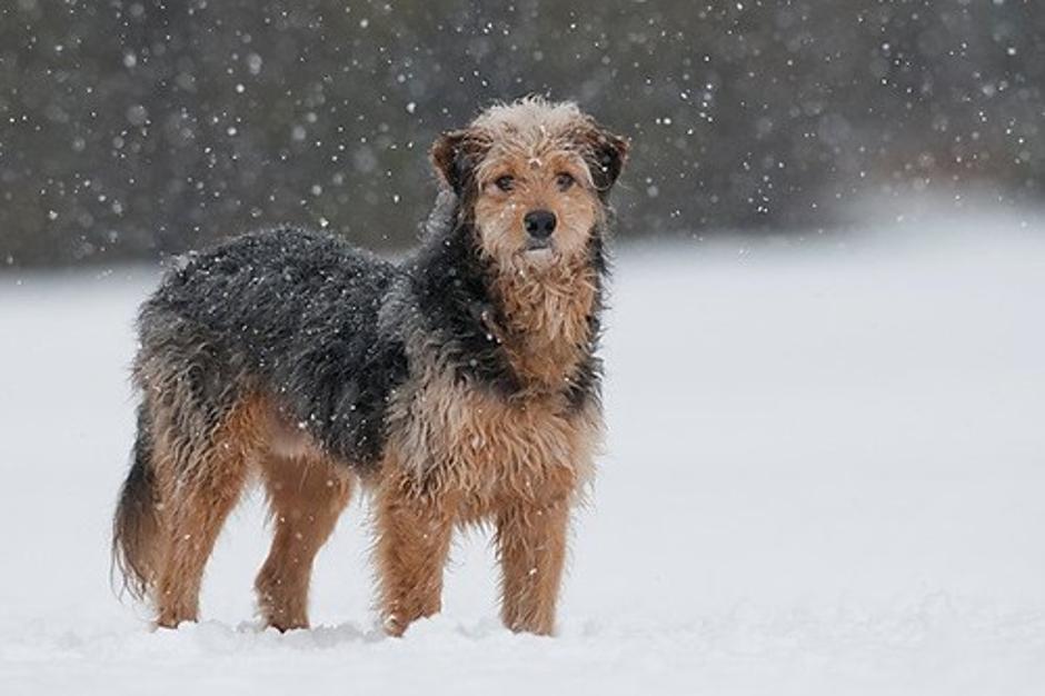 Pes na snegu | Avtor: Profimedias